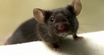 Stem Cells Transplanted in Mice Heal the Animals' Neurological Deficits