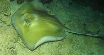 Stingrays can use their own bodies to manipulate water, so that they can extract food from a closed tube