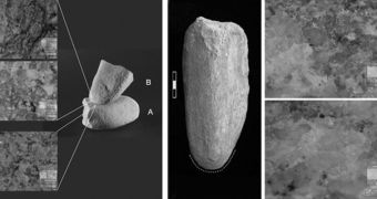 The 30,000 year-old mortar and pestle, and close-ups of microscopic wear patterns  Read More http://www.wired.com/wiredscience/2010/10/revised-paleolithic-diet/#ixzz12n1dt7Nq
