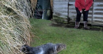Seal pup needs help after storm swell pulls it out of the sea
