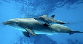 Fishermen in Indonesia help stranded dolphins return to deep waters