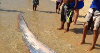 5 meter fish was washed ashore in Mexico