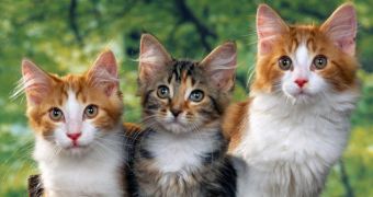 Strange Facts About Cats That You Probably Don't Know