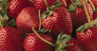 Strawberries Boost Long Term Memory and Prevent Neurodegenerative Diseases