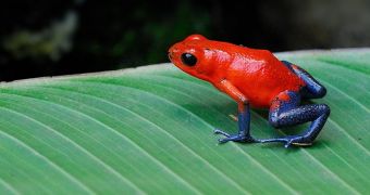 Strawberry frogs show how diverse the natural world is