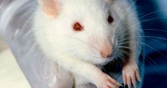 Rat study shows brief exposure to stress may improve our immune health