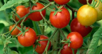 Stressed Tomatoes Are Tastier, More Nutritious