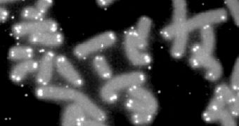 Telomeres (white) protect the ends of chromosomes (grey)