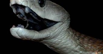 Researchers use snake venom to develop new painkiller