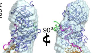 The p38alpha:HePTP enzyme complex, shown in two views rotated 90 degrees, plays a key role in regulating cell functions