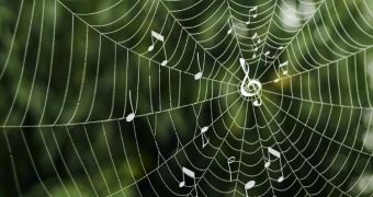 Structures Relate to Function in Both Spider Webs and Music
