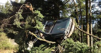 A truck gets stuck up a tree in Oregon