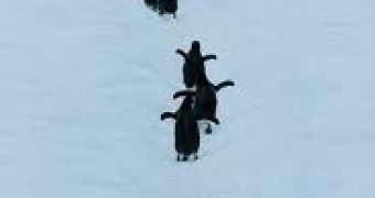 Student Captures Video of a “Penguin Highway” in Antarctica