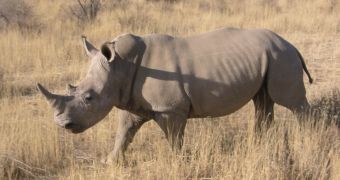 A 24-year-old woman was attacked by a rhino, on safari