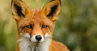 Two elementary school students in Georgia were bitten by a fox at school
