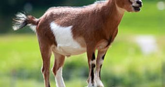 Study on goats shows how animals recover from neglect