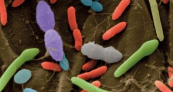 Microorganisms in the gut might be causing some people to gain weight, study finds