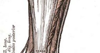 Study Reveal the Root of Tendon Issues
