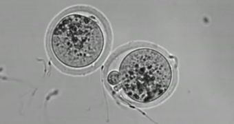 Scientists find protein on egg cells critical to fertilization