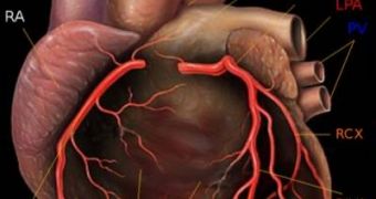 The human heart produces new cells for itself throughout its life
