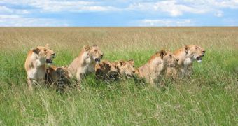 Lion prides are like street gangs, the bigger they are, the more likely they are to remain in control of their territory
