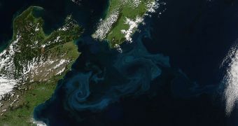A phytoplankton bloom off the coast of New Zealand