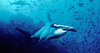 Sharks are color-blind, new study suggest