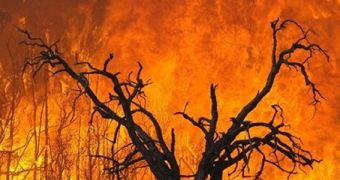 Wildfires release CO2 stored in forests