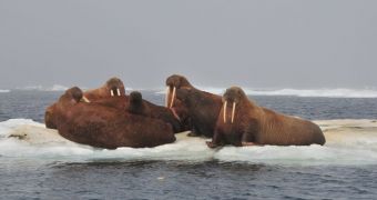 Walruses resting on an ice floe in the Chukchi sea