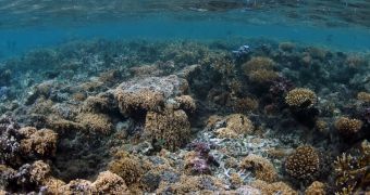Oceanic acidification is threatening coral reefs and the great biodiversity that lives around them