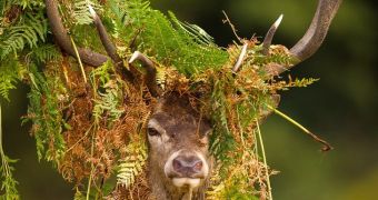 Stunning image shows a buck using leaves to dress up its antlers