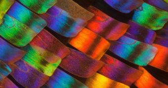Intricate details of butterfly and moth wings show abstract patterns of color