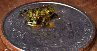 Researchers breed harlequin frogs in captivity, hope to save their species from extinction