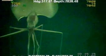 Rare image of the big fin squid
