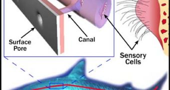 A shark's lateral line sensors detect the electrical fields of the prey