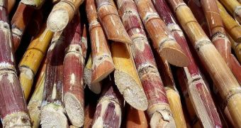 The sugar cane residue bagasse could be used to make paper, reducing the amount of wood normally involved with the process