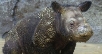 Baby Sumatran rhino is born in Indonesian sanctuary