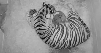 Smithsonian National Zoo announces the birth of two tiger cubs
