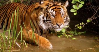 Sumatran tiger kills farmer in Indonesia, local authorities wish to relocate it