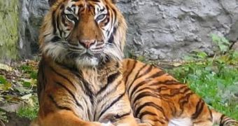 Tigers in Sumatra kill a hunter, chase five others up a tree