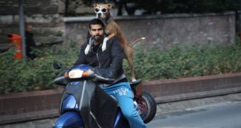 Sunglasses Motorcycle Dog rides on the streets of Istanbul