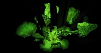 Odd mushrooms glow in the dark