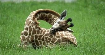 Like all other animals, giraffes too like to nap