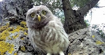 Curious baby owl analyzing GoPro camera