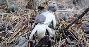 Super Cute Mushrooms Kind of, Sort of Resemble Tiny Humans