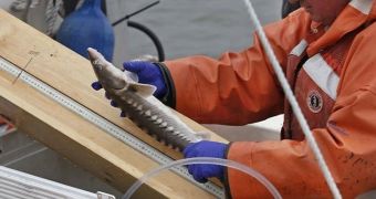 Hudson sturgeons being cut and tagged for research