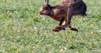 The European brown hare can develop two pregnancies at the same time