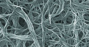 Electron microscope image of a single-walled carbon nanotube sheet
