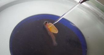 Injecting trout germ cells into sterile salmon embryos