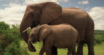 Survey finds a majority of voters in NY, US, are in favor of a state ban on ivory sales